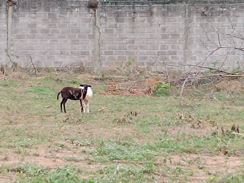 269376  En Venta Parcela mini fincas El Solar 2.275 mt2, Guataparo, Valencia, Carabobo. Remate